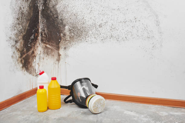 Best Mold Testing  in Daniels Farm, CT