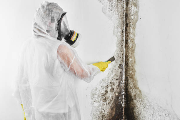 Best Mold Cleaning Services  in Daniels Farm, CT