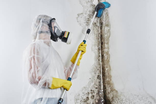 Best Same-Day Mold Removal  in Daniels Farm, CT