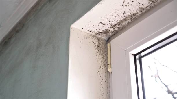 Best Crawl Space Mold Removal  in Daniels Farm, CT