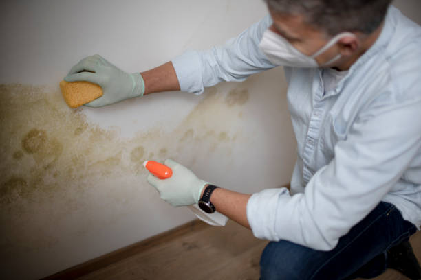  Daniels Farm, CT Mold Removal Pros