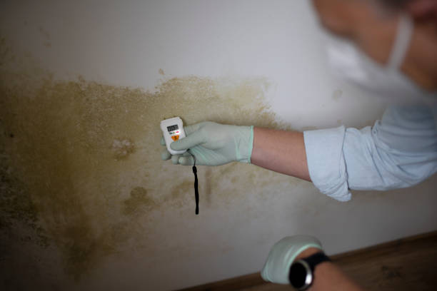 Best Attic Mold Removal  in Daniels Farm, CT