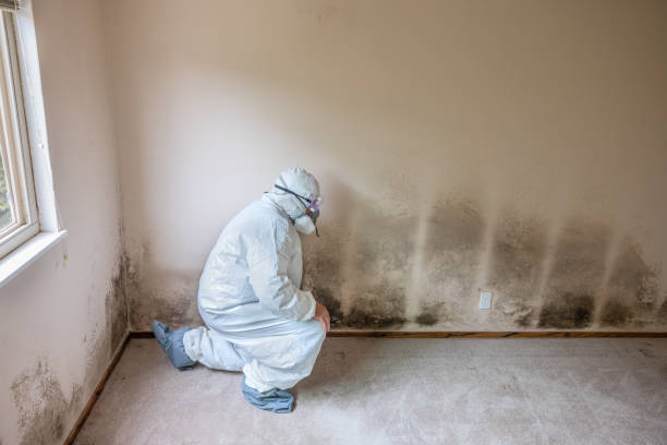 Best Same-Day Mold Removal  in Daniels Farm, CT