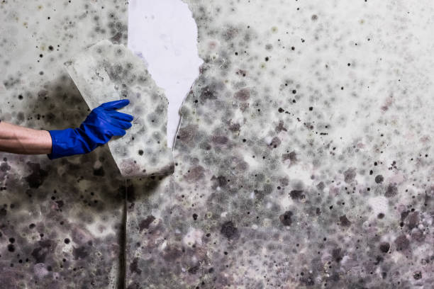 Best Professional Mold Removal  in Daniels Farm, CT