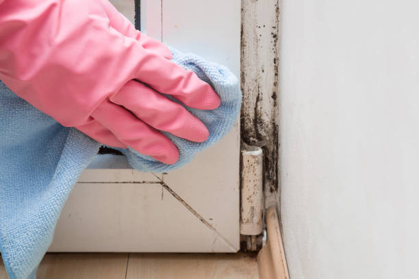 Best Affordable Mold Removal  in Daniels Farm, CT