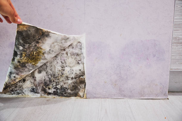 Best Black Mold Removal  in Daniels Farm, CT